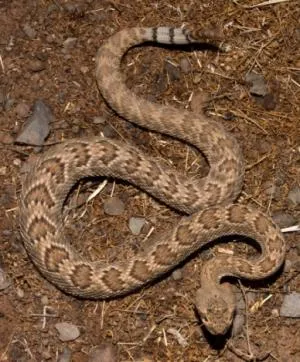 baby rattlesnakw